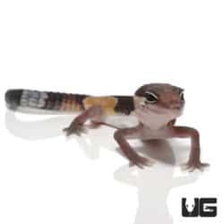 African Fat Tail Geckos (Hemitheconyx caudicinctus) For Sale - Underground Reptiles