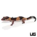 African Fat Tail Geckos (Hemitheconyx caudicinctus) For Sale - Underground Reptiles