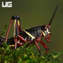 Baby Eastern Lubber Grasshopper (Romalea microptera)  For Sale - Underground Reptiles