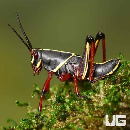 Baby Eastern Lubber Grasshopper on moss, close-up view.