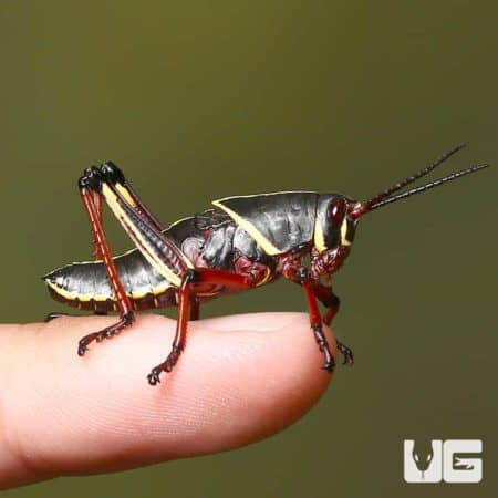 Baby Eastern Lubber Grasshopper on a finger, showcasing its vibrant colors and distinctive markings.