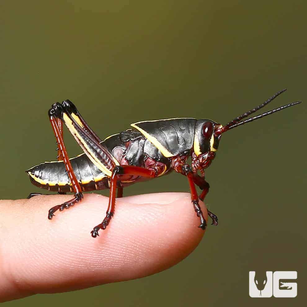 Baby Eastern Lubber For Sale Underground Reptiles