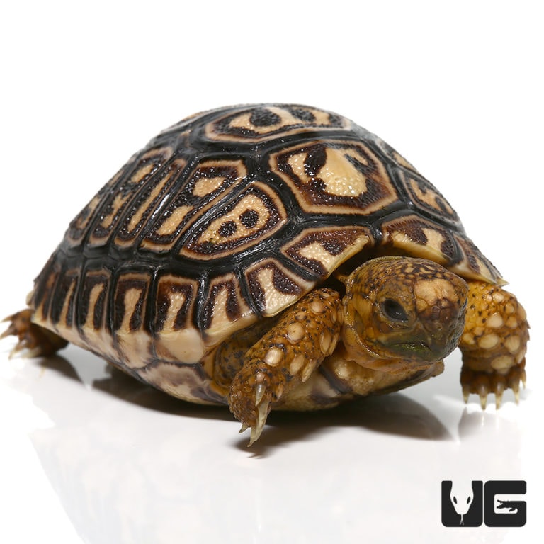 Tortoises For Sale - Underground Reptiles