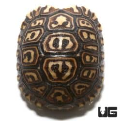 Baby Giant South African Leopard Tortoises (Geochelone pardalis pardalis) For Sale - Underground Reptiles