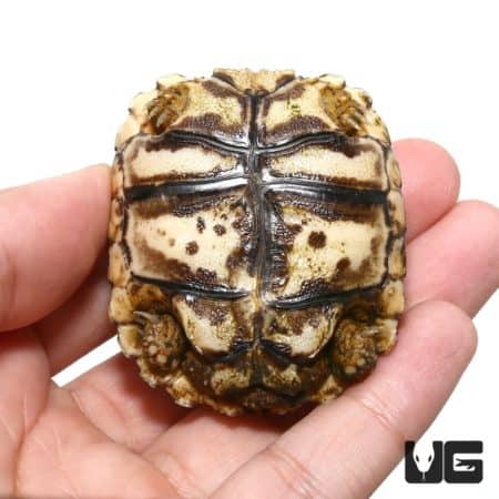 Baby Giant South African Leopard Tortoises For Sale - Underground Reptiles