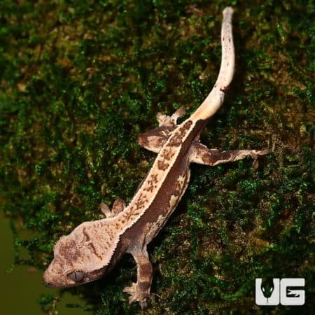 Baby Partial Pinstripe White Wall Crested Gecko on mossy surface, showcasing vibrant markings.