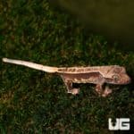 Baby Partial Pinstripe White Wall Crested Geckos For Sale - Underground Reptiles