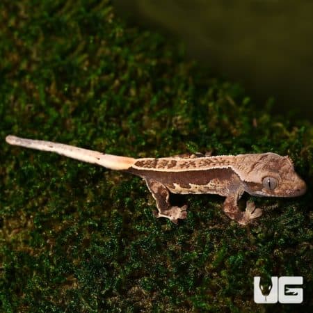 Baby Partial Pinstripe White Wall Crested Geckos For Sale - Underground Reptiles