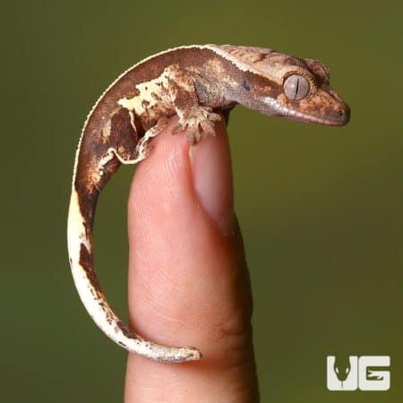 Baby Partial Pinstripe White Wall Crested Gecko on a finger, showcasing its unique pattern and color.