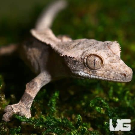Baby Partial Pinstripe White Wall Dalmation Crested Geckos For Sale - Underground Reptiles