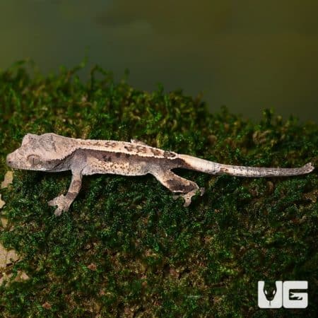 Baby Partial Pinstripe White Wall Dalmatian Crested Gecko on mossy surface.