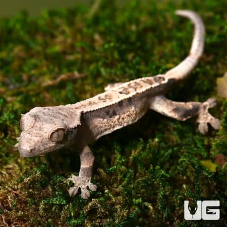 Baby Partial Pinstripe White Wall Dalmatian Crested Gecko on mossy ground.
