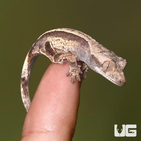 Baby Partial Pinstripe White Wall Dalmatian Crested Gecko on a finger, showcasing its unique pattern.