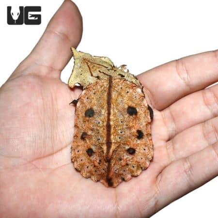 Peruvian Mata Mata turtle hatchling in hand, showcasing its unique shell pattern and small size.