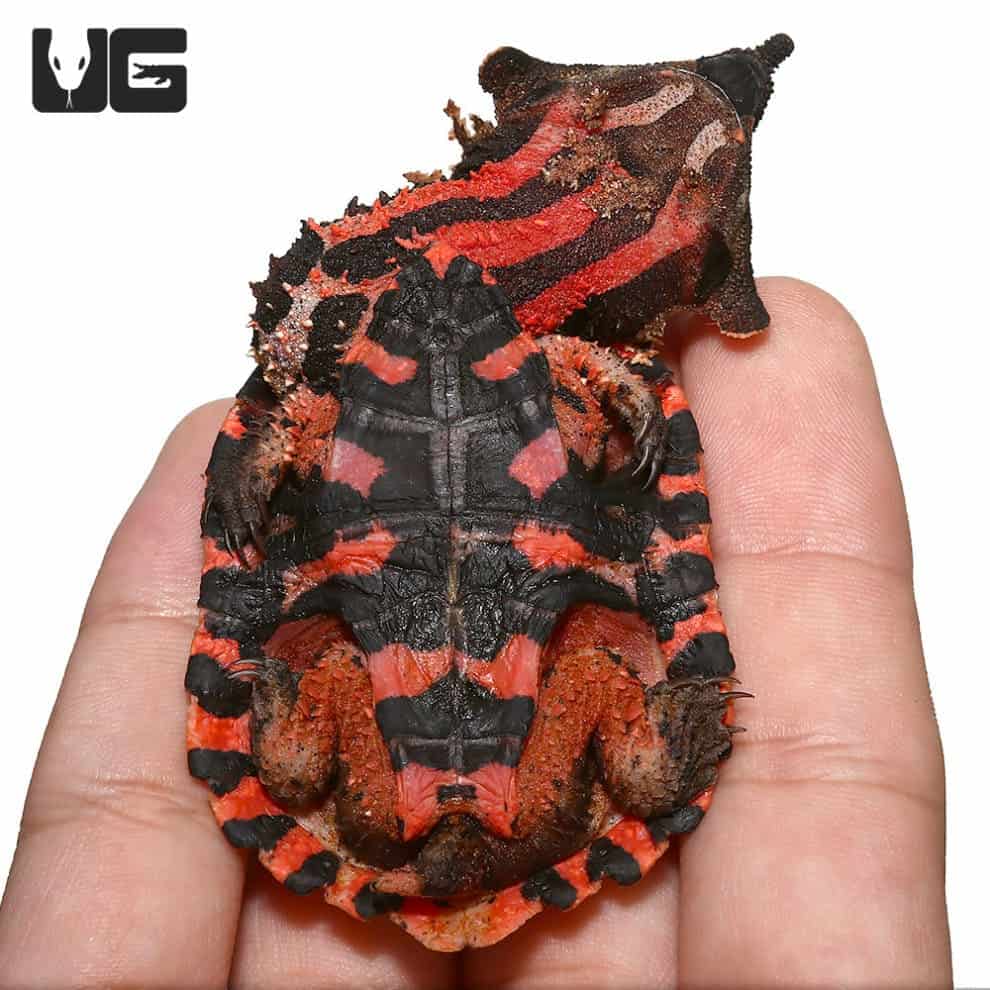 Baby Peruvian Mata Mata Turtles (Chelus fimbriata) For Sale