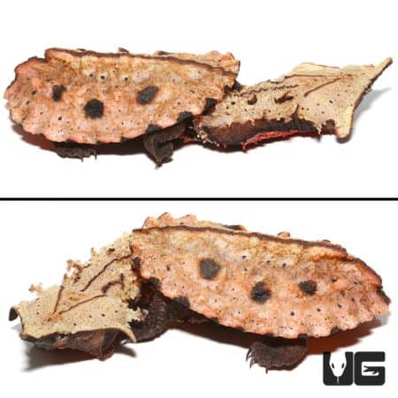 Baby Mata Mata Turtles For Sale - Underground Reptiles