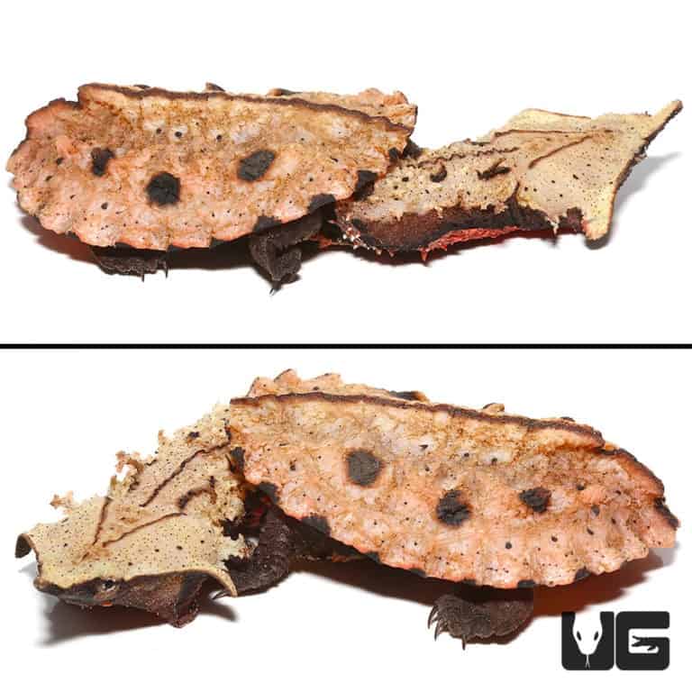 Baby Peruvian Mata Mata Turtles (Chelus fimbriata) For Sale