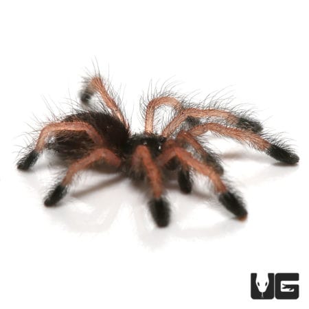 Baby Pinktoe Tarantula (Avicularia avicularia) For Sale - Underground Reptiles