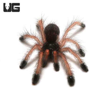 Baby Pinktoe Tarantula (Avicularia avicularia) For Sale - Underground Reptiles
