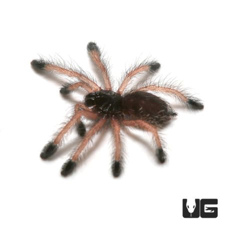Baby Pinktoe Tarantula (Avicularia avicularia) For Sale - Underground Reptiles