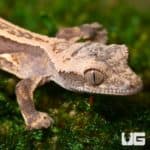 Baby Quad Stripe Crested Geckos For Sale - Underground Reptiles