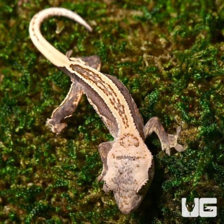 Baby Quad Stripe Crested Geckos For Sale - Underground Reptiles