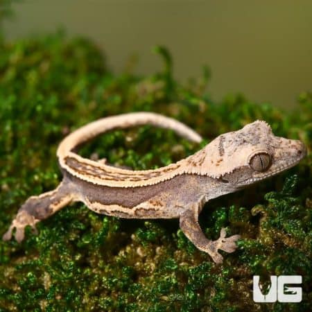 Baby Quad Stripe Crested Geckos For Sale - Underground Reptiles