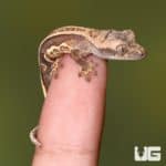 Baby Quad Stripe Crested Geckos For Sale - Underground Reptiles