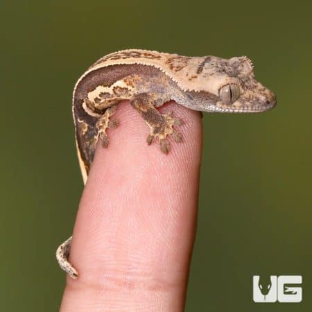 Baby Quad Stripe Crested Geckos For Sale - Underground Reptiles