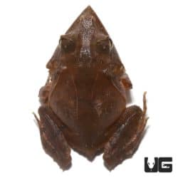 Solomon Island Eyelash Frogs (Ceratobatrachus guentheri) For Sale - Underground Reptiles
