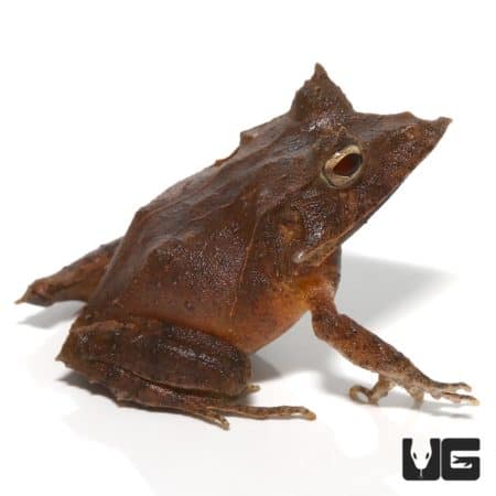 Eyelash frog from Solomon Islands, close-up of its textured skin and distinctive eye.