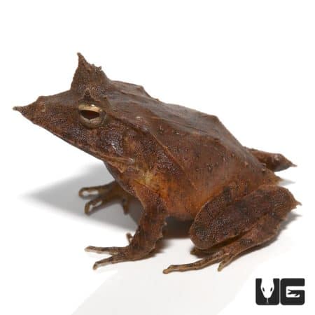 Solomon Island Eyelash Frogs (Ceratobatrachus guentheri) For Sale - Underground Reptiles