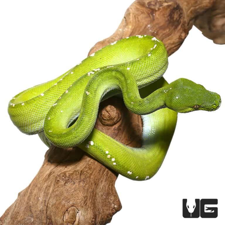 Adult Aru Green Tree Pythons Morelia Viridis For Sale Underground Reptiles