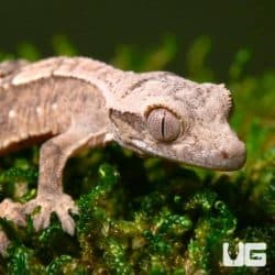 Baby C2 Partial Pinstripe Harlequin Crested Geckos For Sale - Underground Reptiles