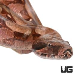 Male Cherry Red Guyana Redtail Boa For Sale - Underground Reptiles