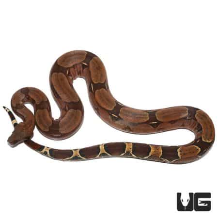 Male Cherry Red Guyana Redtail Boa, vibrant and striking with deep red and brown coloration.