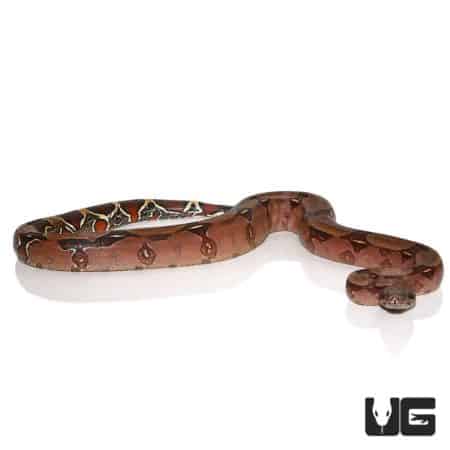 Male Cherry Red Guyana Redtail Boa snake, showcasing vibrant red and brown coloration.