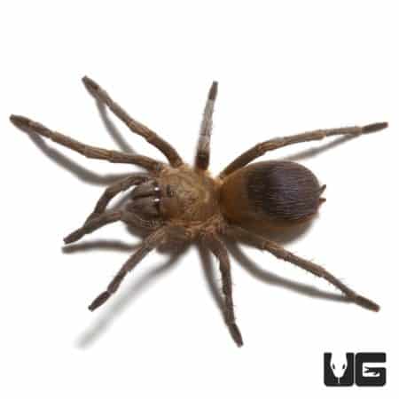 Close-up of a Colombian Purple and Gold Tarantula pair, 0.75-1" size.