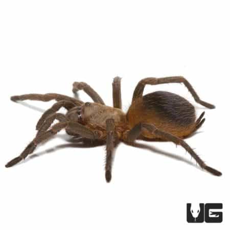Beautiful Colombian Purple and Gold Tarantula, 0.75 - 1 inch, ideal for exotic pet enthusiasts.