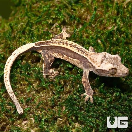 Baby Dark Base Reverse Partial Pinstripe Crested Geckos (Correlophus ciliatus) For Sale - Underground Reptiles