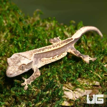 Baby Dark Base Reverse Partial Pinstripe Crested Geckos (Correlophus ciliatus) For Sale - Underground Reptiles