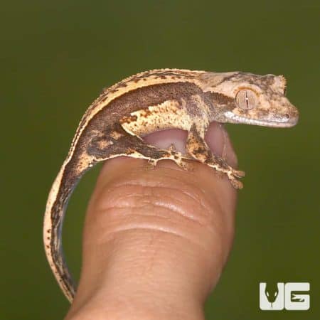 Baby Dark Base Reverse Partial Pinstripe Crested Geckos (Correlophus ciliatus) For Sale - Underground Reptiles