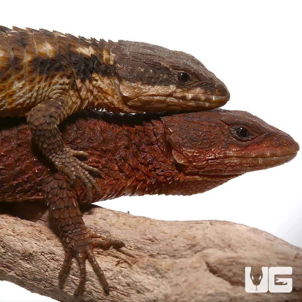 East African Armadillo Girdled Lizards (Cordylus Tropidosternum) For