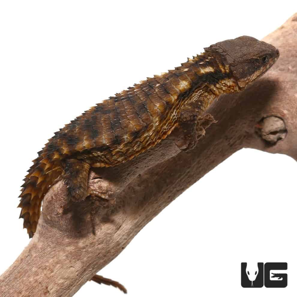 East African Armadillo Girdled Lizards (Cordylus Tropidosternum) For