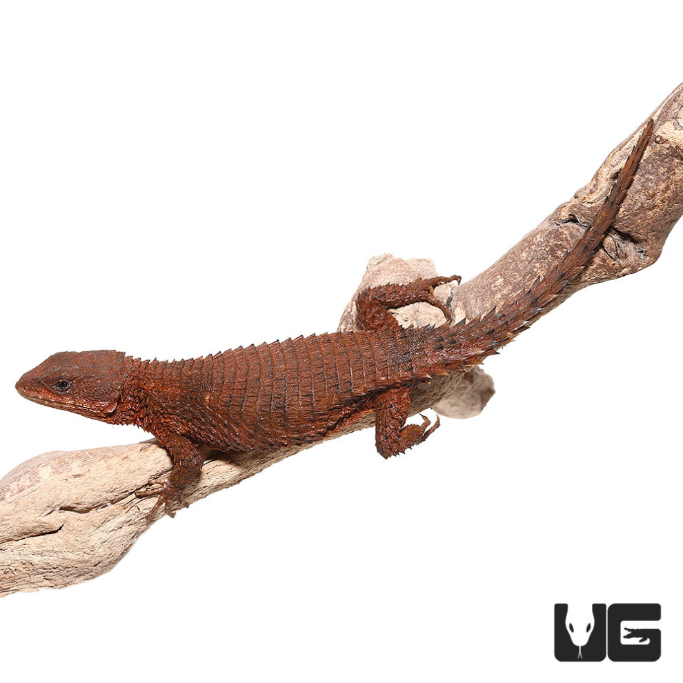 East African Armadillo Girdled Lizards (Cordylus Tropidosternum) For