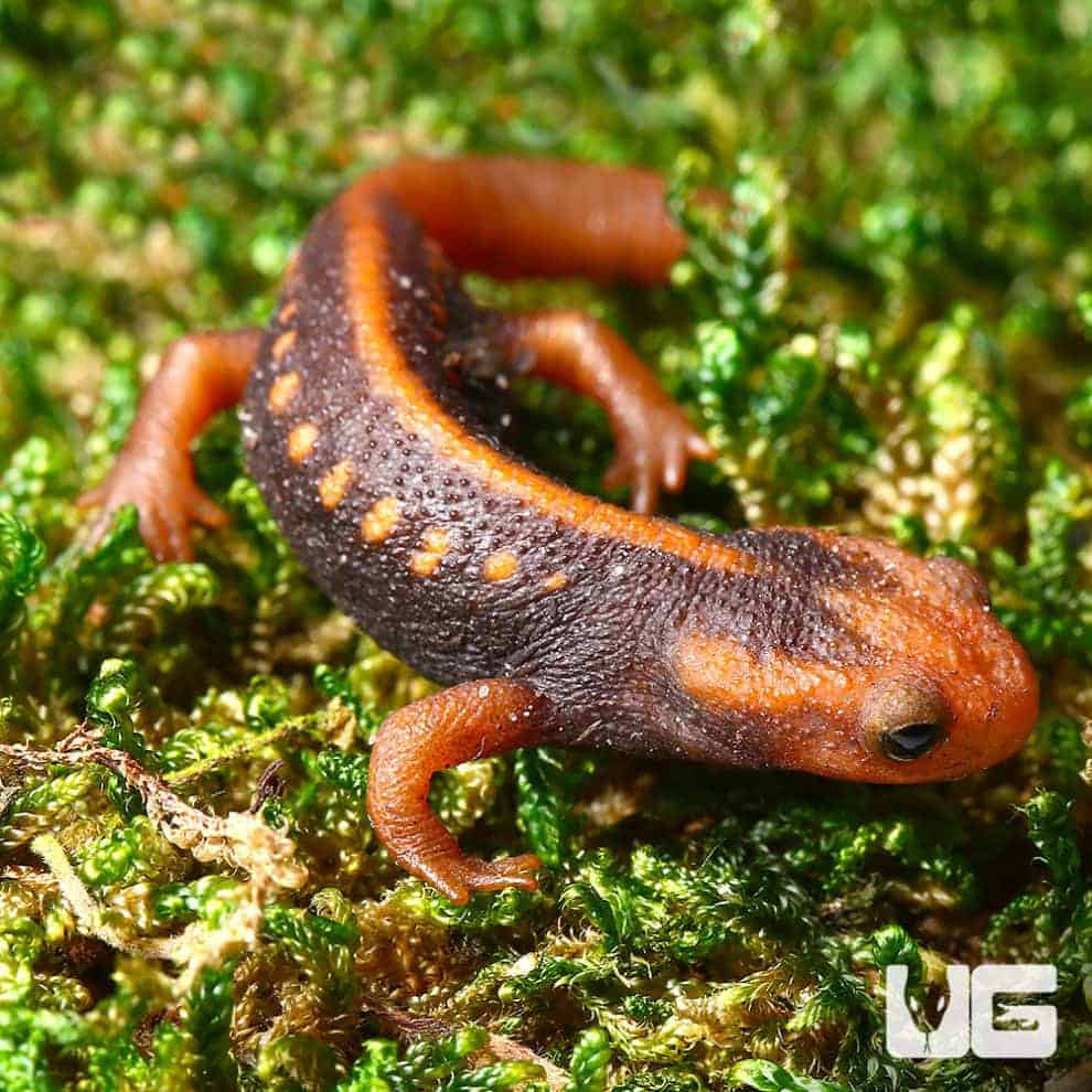 European Smooth Newts for Sale - Underground Reptiles