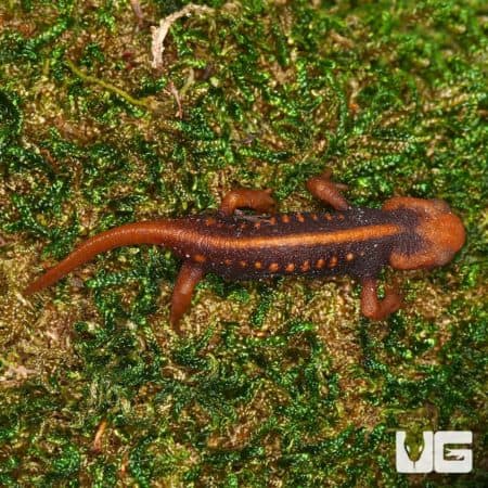 Emperor Newts for Sale - Underground Reptiles