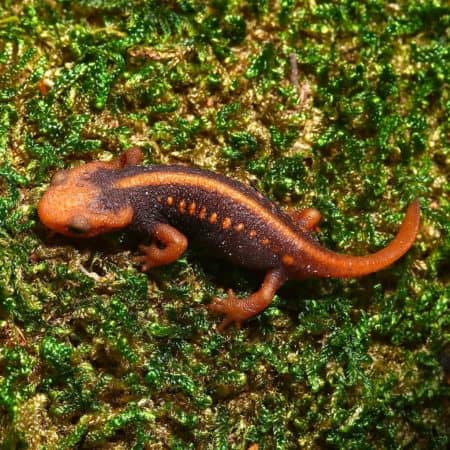 Close-up of a colorful Emperor Newt on mossy ground.