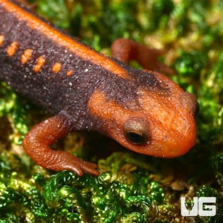 Emperor Newt close-up, showcasing its vibrant orange and black coloration.