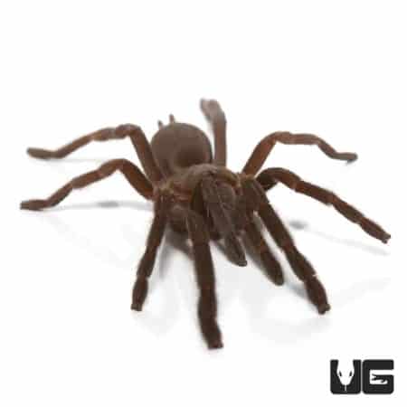Australian Barking Spider (Selenocosmia crassipes) For Sale - Underground Reptiles